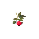 The Rose Ring Box
