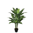 Evergreen Tree Dieffenbachia