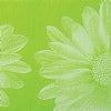 Botanicals and Special Occasions Printed Tissue Paper